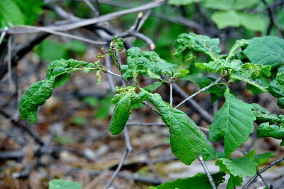Bukhansan National Park