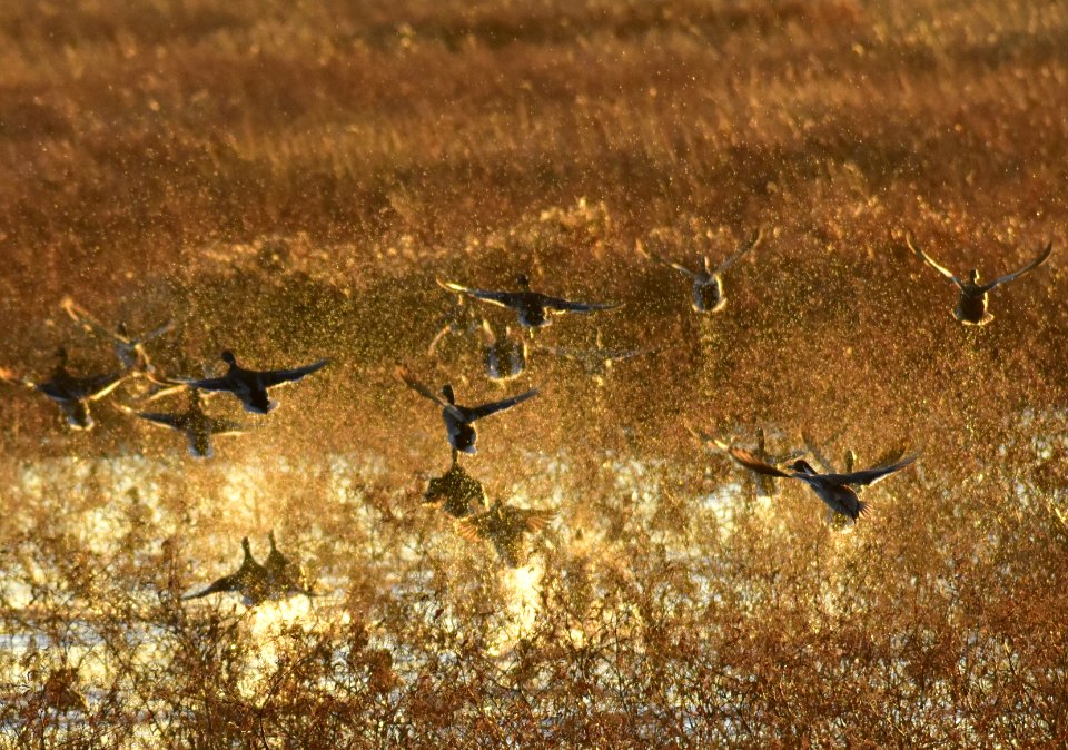 Waterfowl on LaCreek National Wildlife Refuge