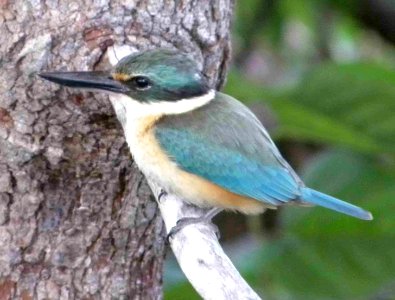 Sacred Kingfisher photo