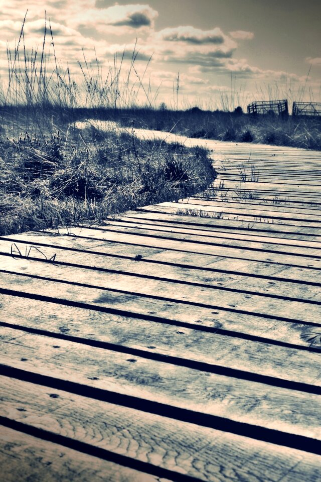 Swamp boardwalk nature