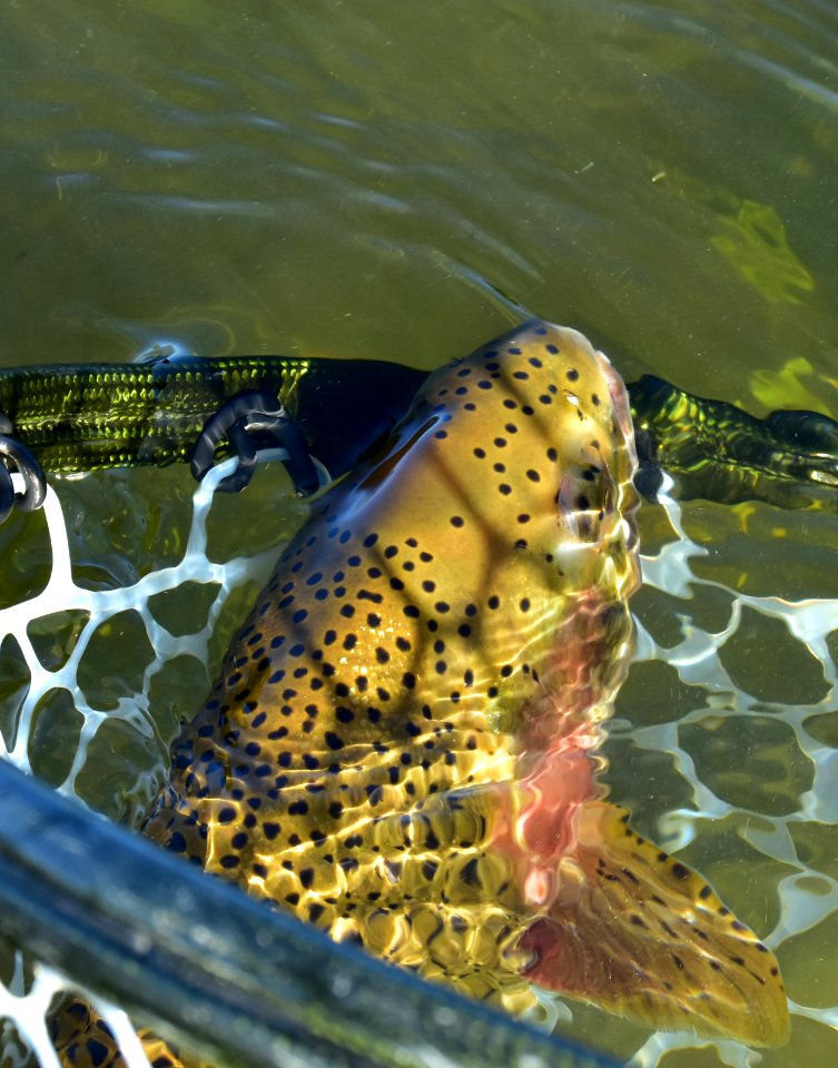 Rainbow Trout