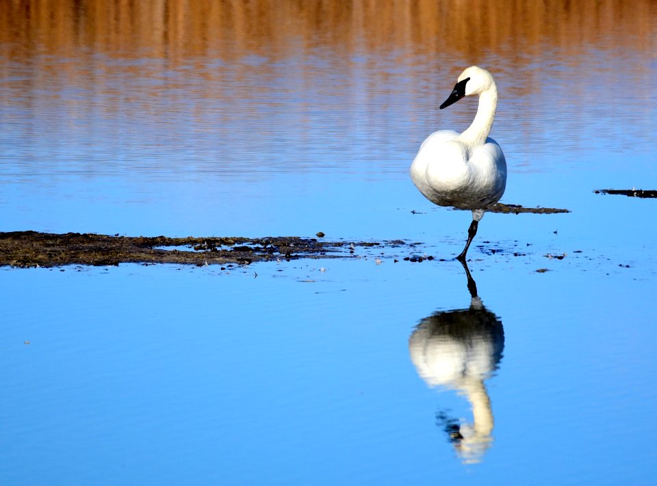 Trumpeter swan at Seedskadee National Wildlife Refuge