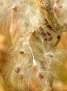 Showy milkweed (Aesclepias speciosa) at Seedskadee National Wildlife Refuge