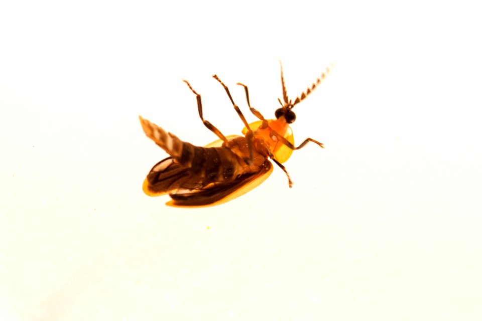 Firefly without fire