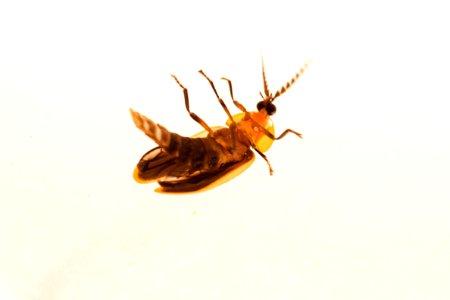 Firefly without fire