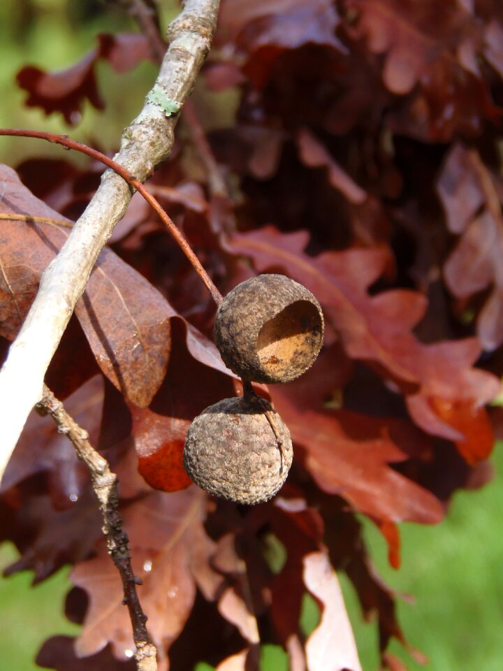 Leaf autumn fall