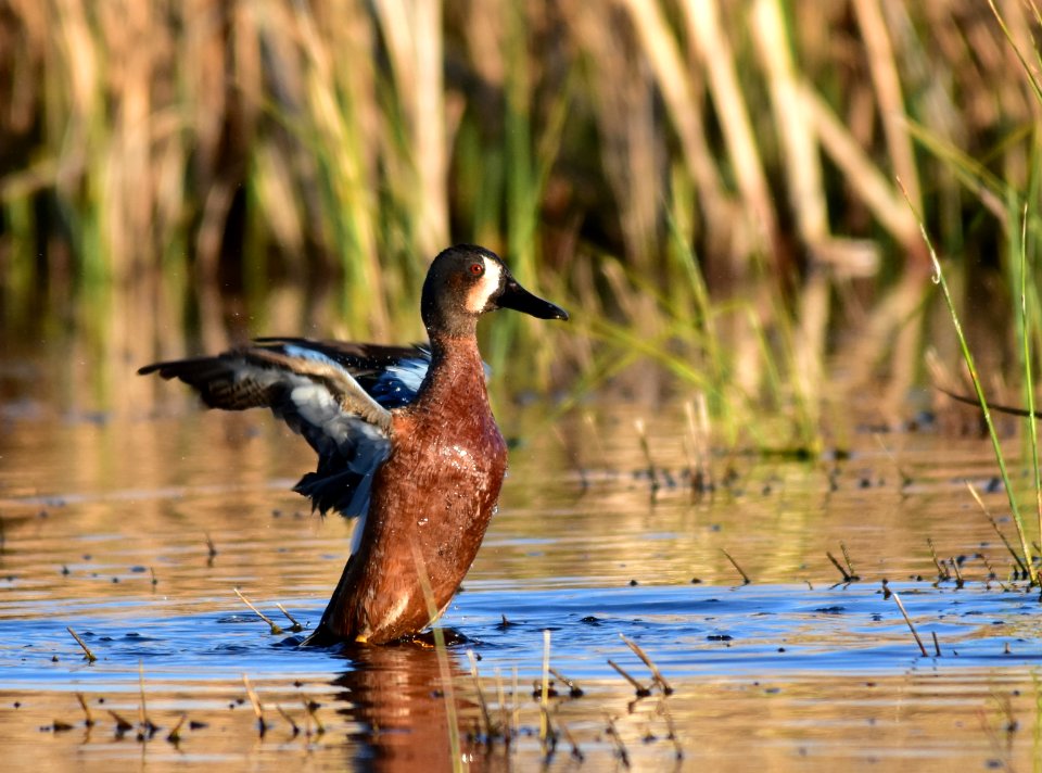 Cinnamon X blue-winged teal cross at Seedskadee National Wildlife Refuge