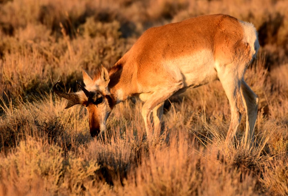 Pronghorn at Seedskadee National Wildlife Refuge