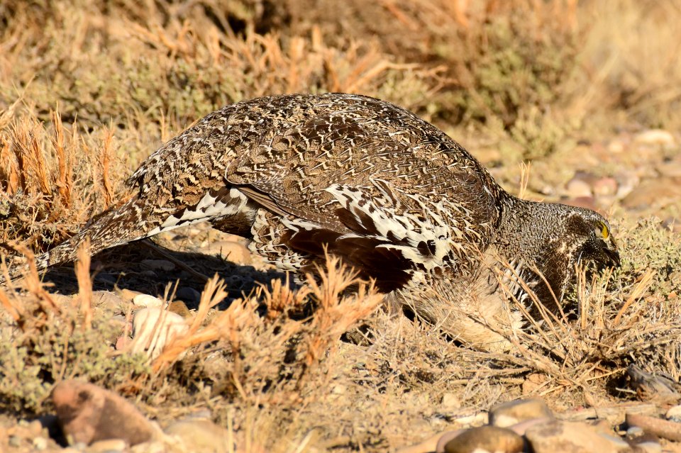 Greater sage-grouse at Seedskadee National Wildlife Refuge