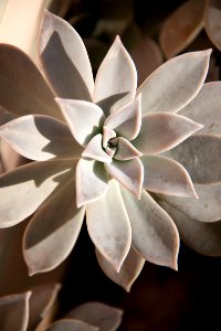 Mother of pearl plant