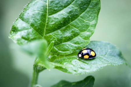 Ladybird