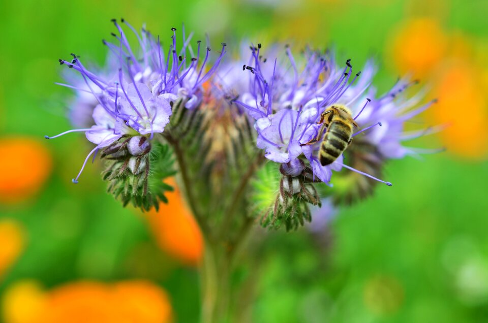 Sprinkle insect flower