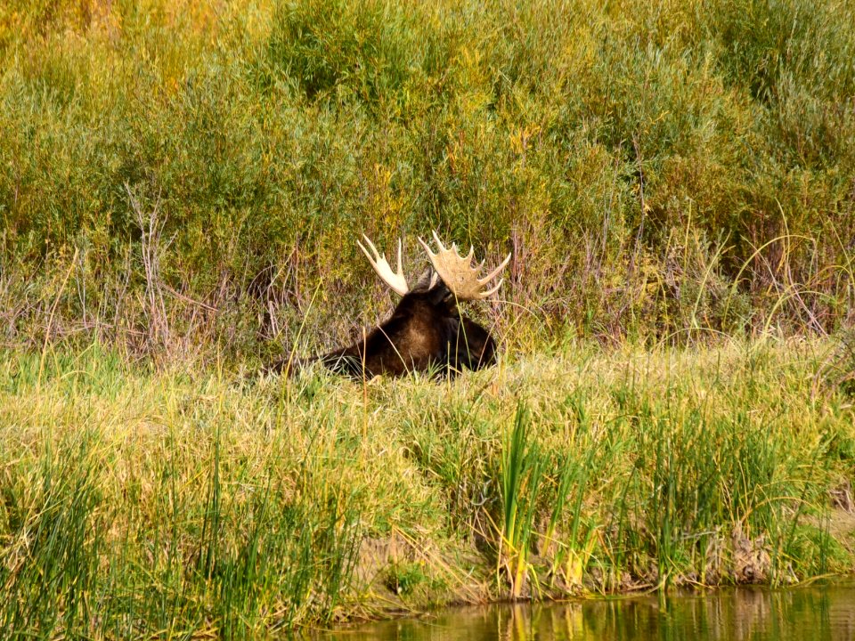 Moose at Seedskadee National Wildlife Refuge