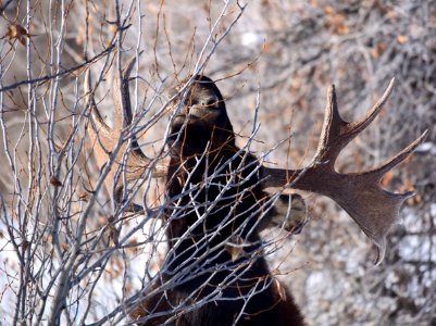 Moose at Seedskadee National Wildlife Refuge