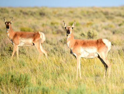 Pronghorn on Seedskadee National Wildlife Refuge