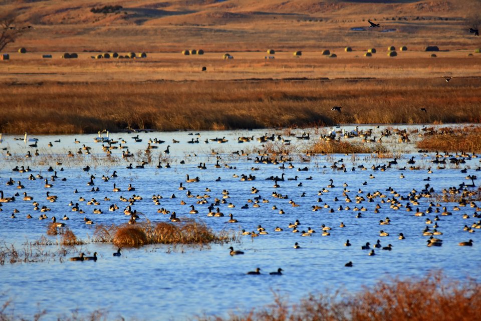 Waterfowl on LaCreek National Wildlife Refuge