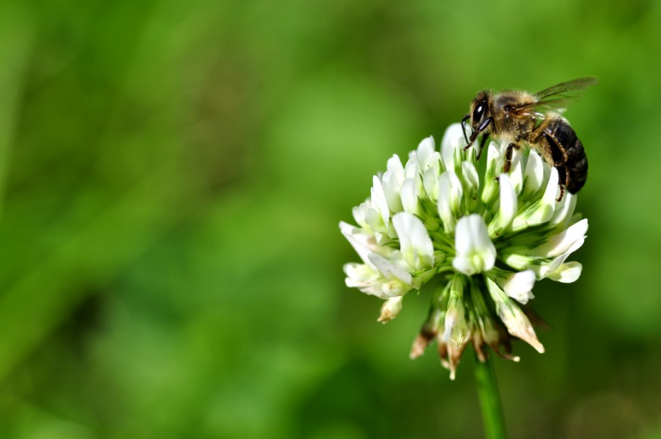 Abeja en trébol blanco