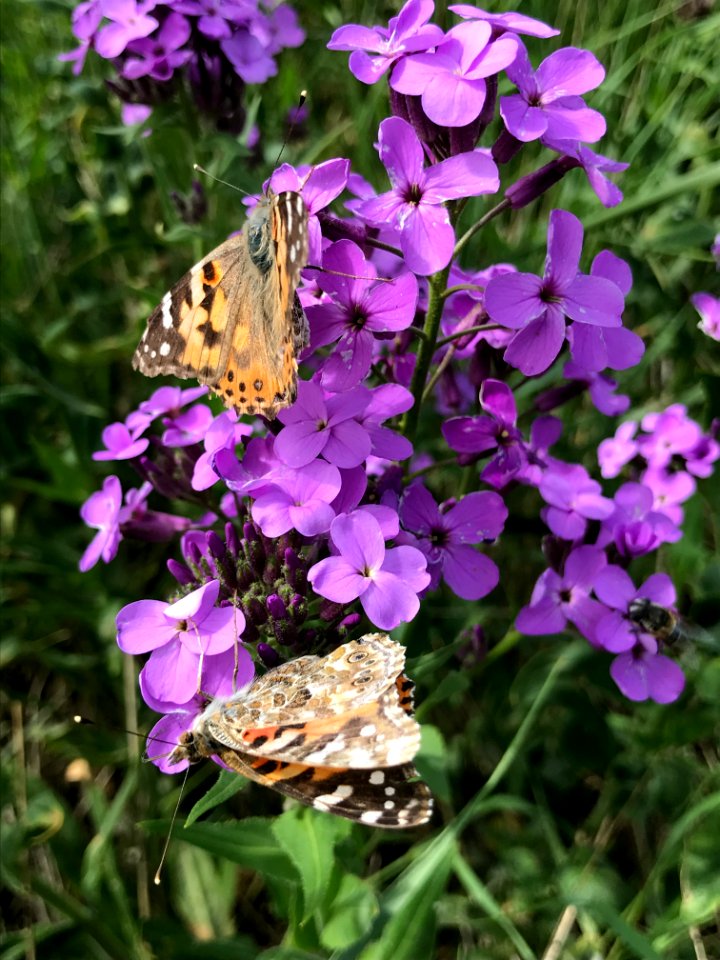 Painted Lady Butterflies on Dame's Rocket