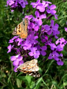 Painted Lady Butterflies on Dame's Rocket photo