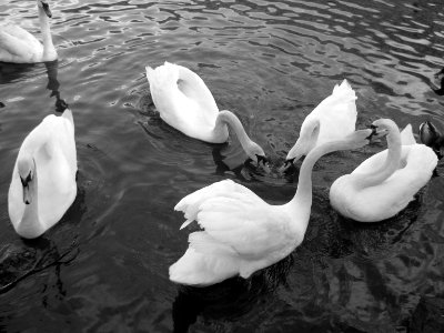 Dear swans