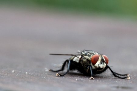 Fly 2