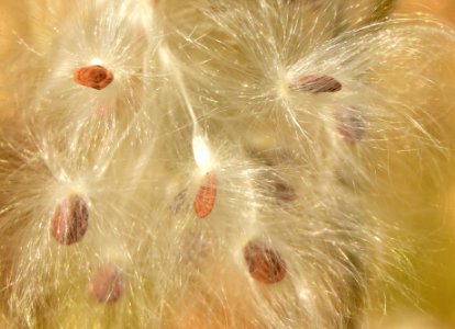 Showy milkweed (Aesclepias speciosa) at Seedskadee National Wildlife Refuge