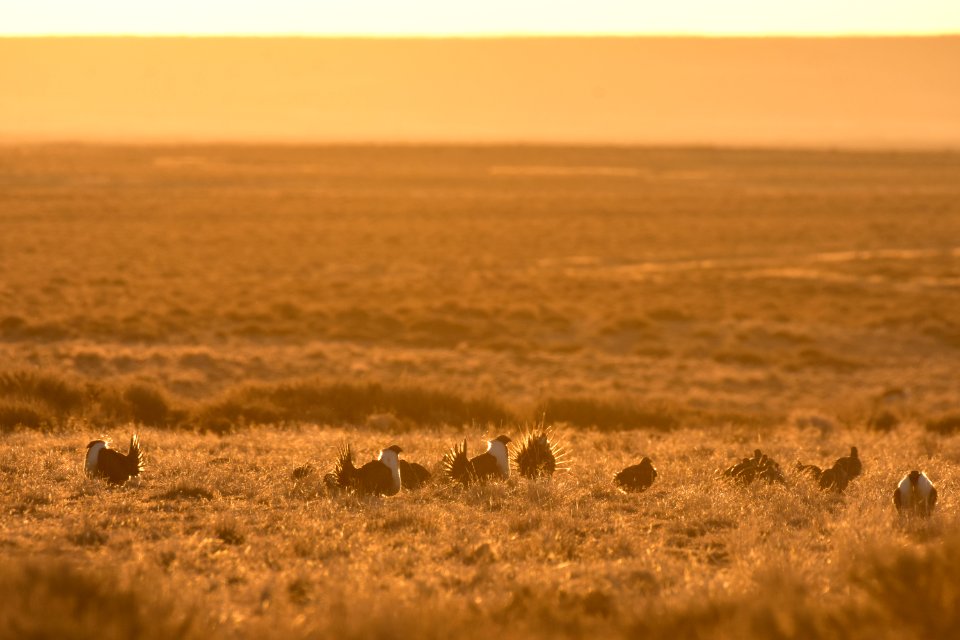 Greater sage-grouse near Seedskadee National Wildlife Refuge