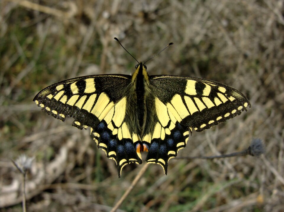 Insect nature wings