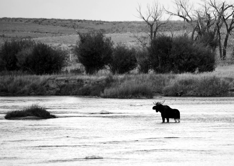 Moose at Seedskadee National Wildlife Refuge