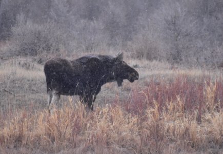 Moose at Seedskadee National Wildlife Refuge