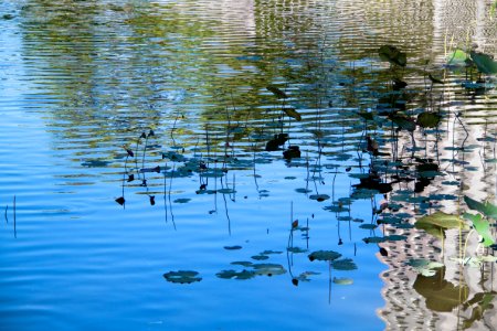 Lotus pond 1
