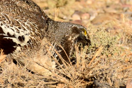 Greater sage-grouse at Seedskadee National Wildlife Refuge photo