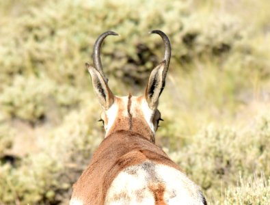 Pronghorn on Seedskadee National Wildlife Refuge