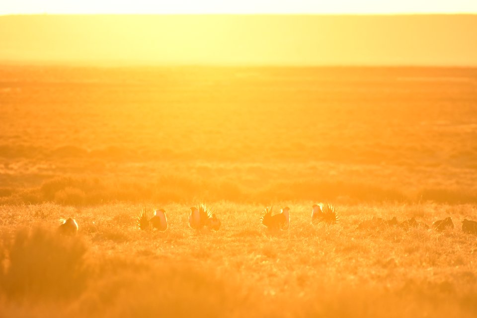 Greater sage-grouse near Seedskadee National Wildlife Refuge
