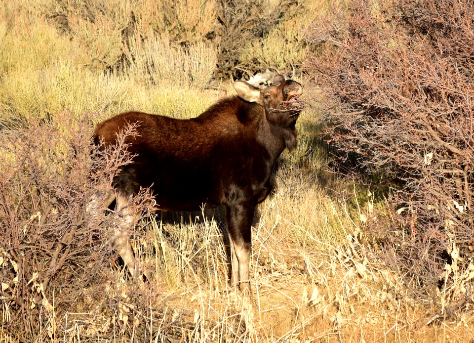 Moose at Seedskadee National Wildlife Refuge