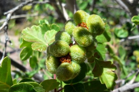 Skunkbush immature berries (Rhus trilobata) photo