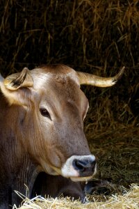Ruminant paarhufer horns