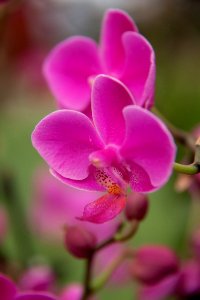 Peach phalaenopsis