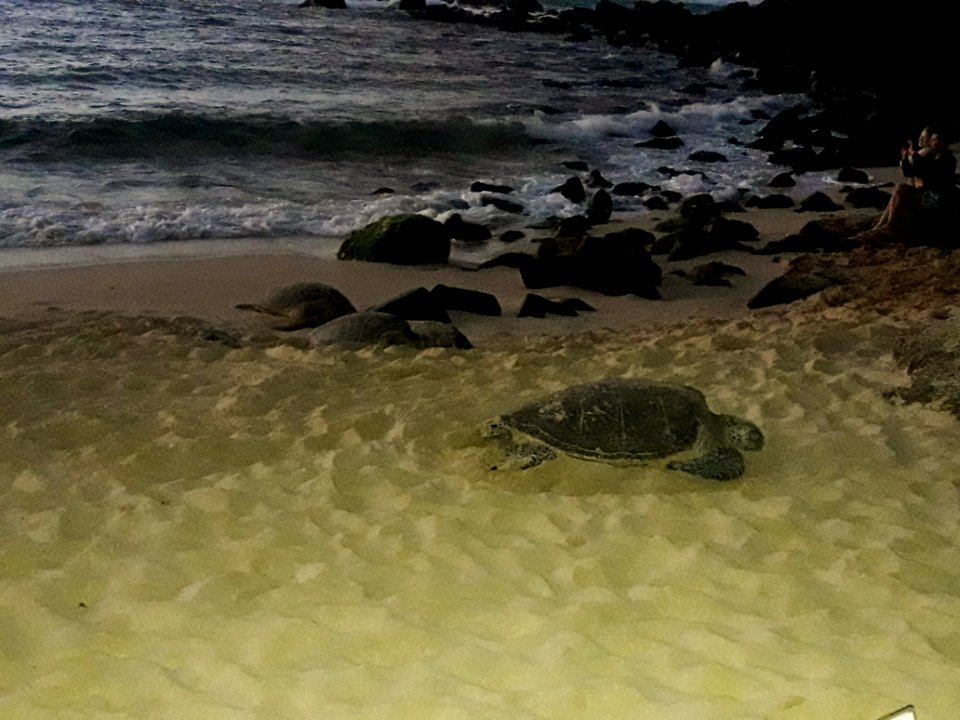 Hawaii Trip