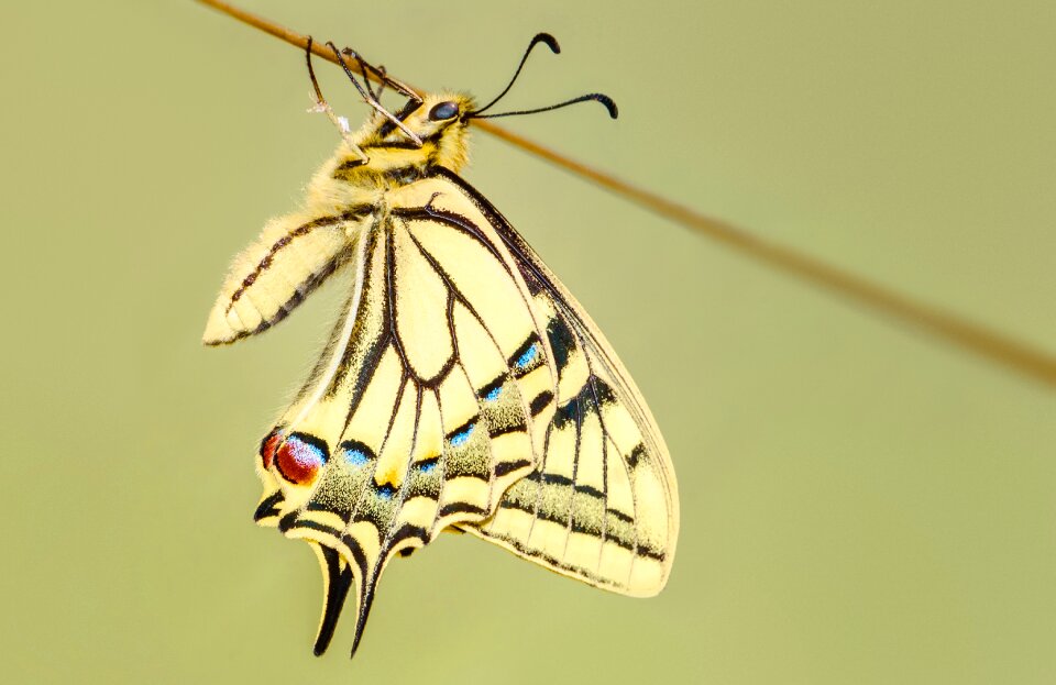 Insect nature wings photo