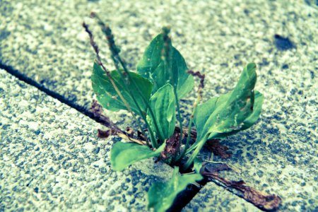 Tough plant