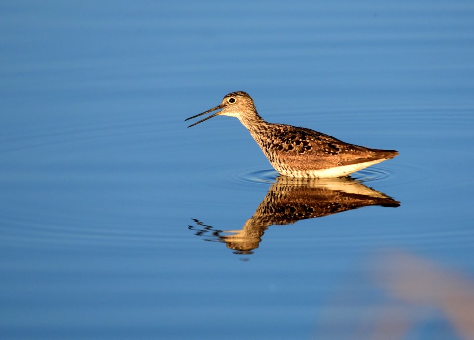 Greater yellowlegs at Seedskadee National Wildlife Refuge