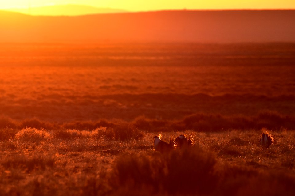 Greater sage-grouse near Seedskadee National Wildlife Refuge