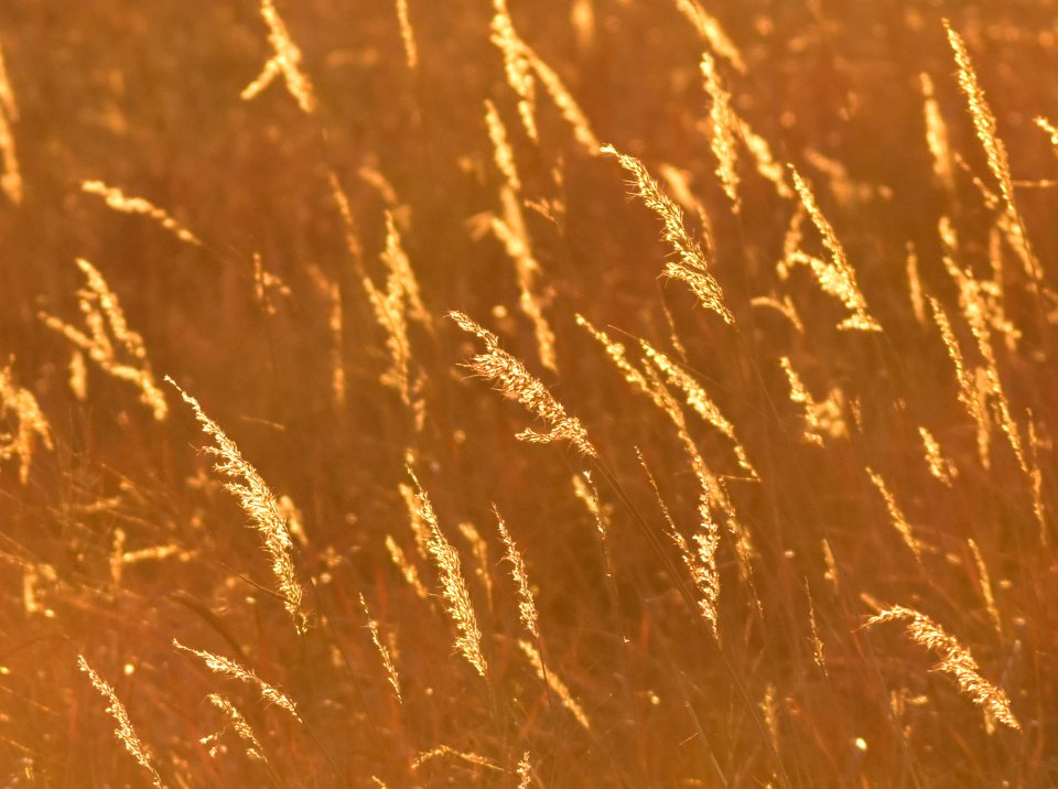 Indiangrass - Sorghastrum nutans at LaCreek National Widlife Refuge