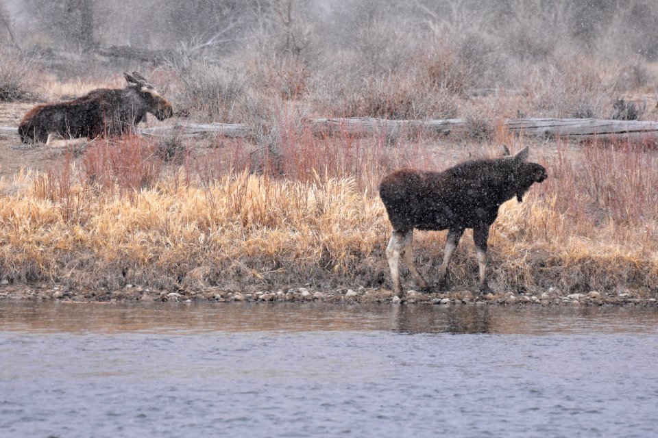 Moose at Seedskadee National Wildlife Refuge