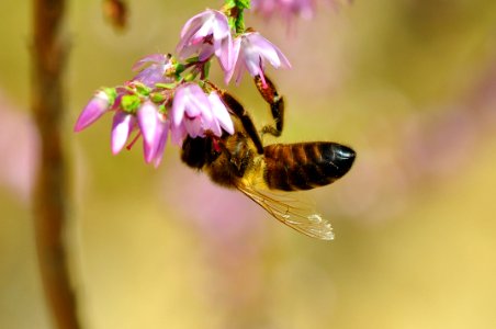 Bee Pounding photo