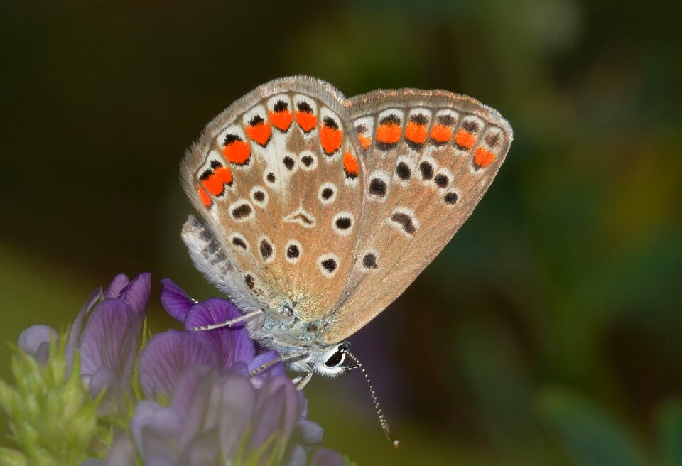 Icarus insect flower photo