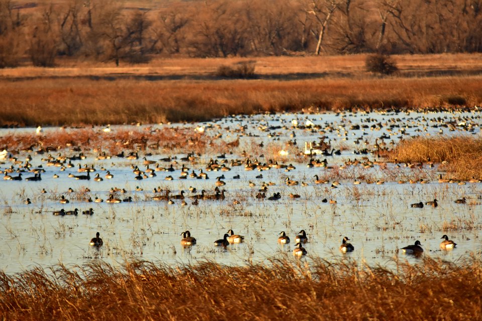Waterfowl on LaCreek National Wildlife Refuge