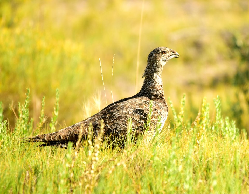 Greater sage-grouse at Seedskadee National Wildlife Refuge