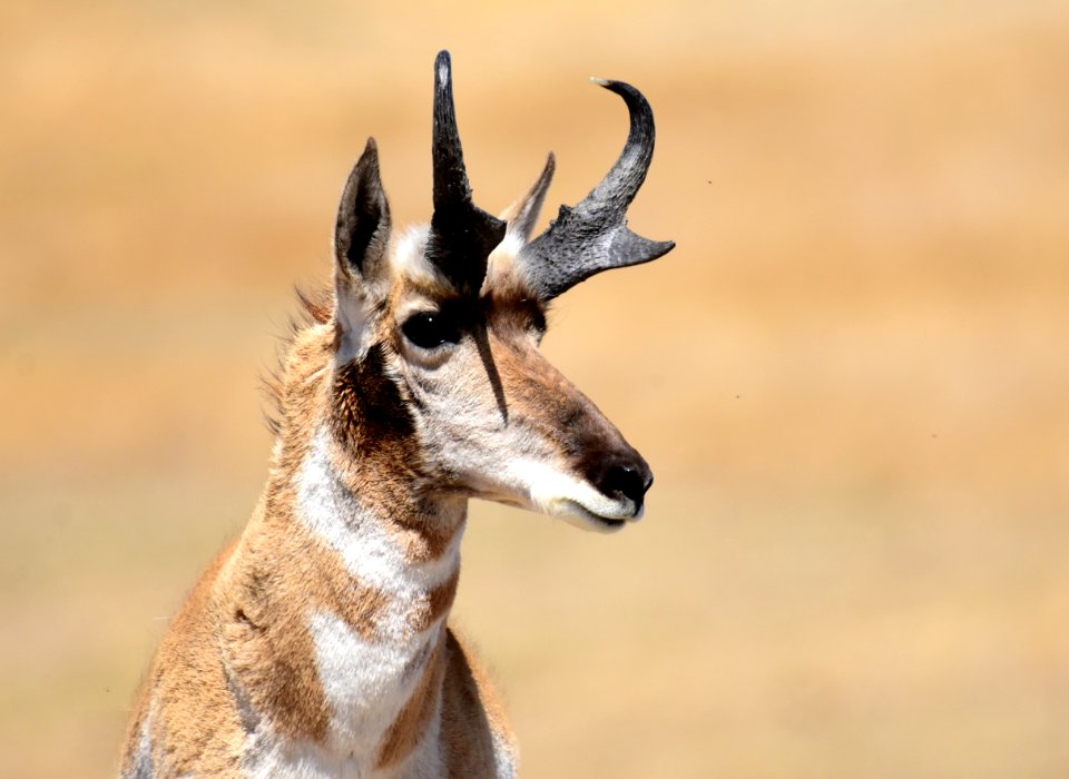 Pronghorn at Seedskadee National Wildlife Refuge